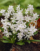 Сцилла Мищенко (8 шт)