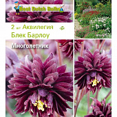 Аквилегия Блек Барлоу, махр,(2шт)