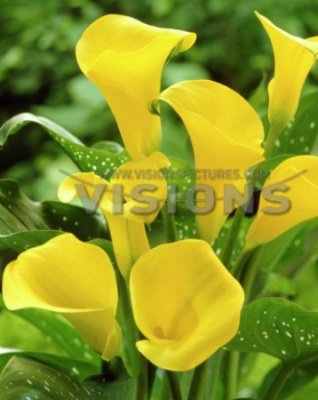 Калла Флорекс Голд (2 шт)