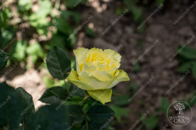 Роза Жади (ч.-гибрид, желтый)