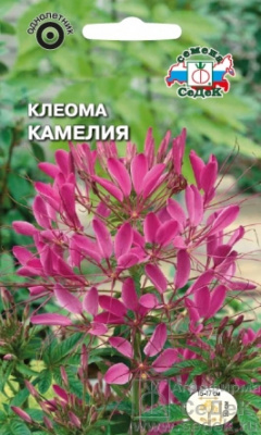 цКлеома Камелия