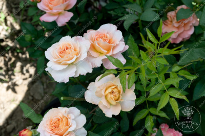 Роза Аугуста Луиза (ч.-гибрид, розов, желт)