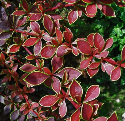 Барбарис тунб. Коронита Р9