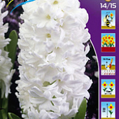 Гиацинт Айлос 17/18 (3 шт.)