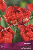 Тюльпан Миранда (10 шт)