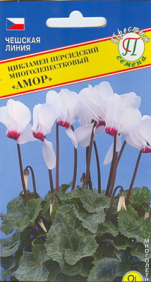 цЦикламен Амор персидский