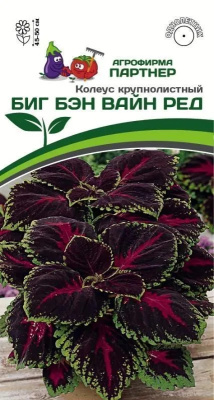 Колеус Биг бэн вайн ред 5шт