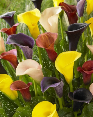 Калла смесь (3 шт)