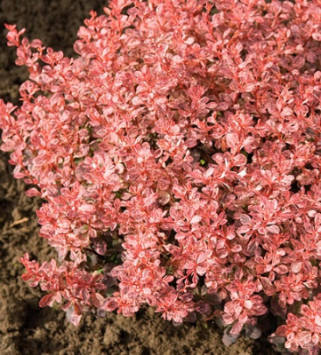 Барбарис тунб. Инспирейшн P9