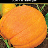 Тыква Большой макс 10шт крупноплодная