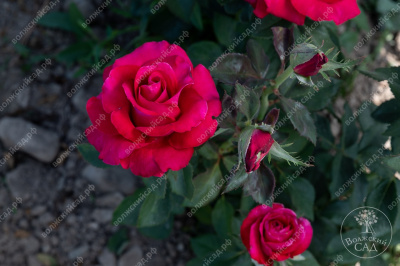 Роза Биг перпл (ч-гибрид, розов)