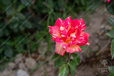 Роза Карибия (ч.-гибрид, пестрый)