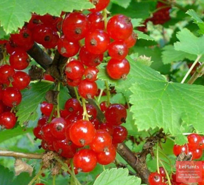 Смородина красная Памятная