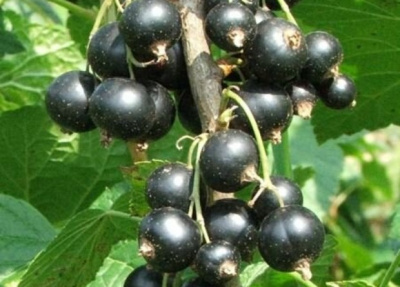 Смородина черная Черный Аист