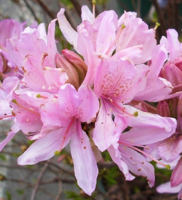 Азалия Вестерн Лайтс Р9