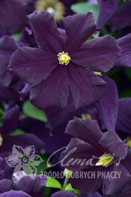 Клематис Романтика