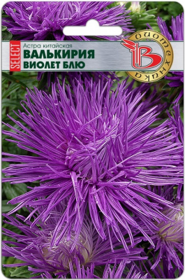 Астра Валькирия Виолет блю (селект) 30шт