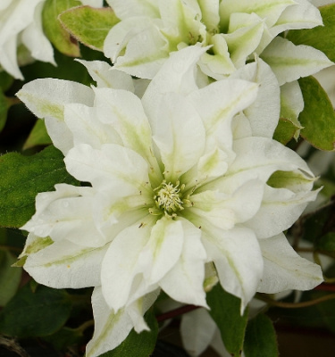 Клематис Фест Лав