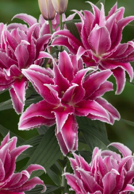 Лилия Roselily Лорена (5 шт)