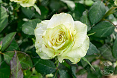 Роза Васаби (ч-гибрид. зелен.бел)