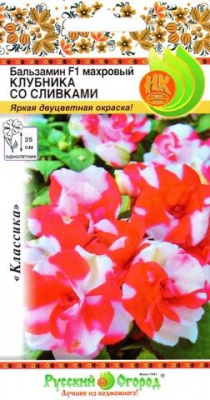 цБальзамин Клубника со сливками 6шт