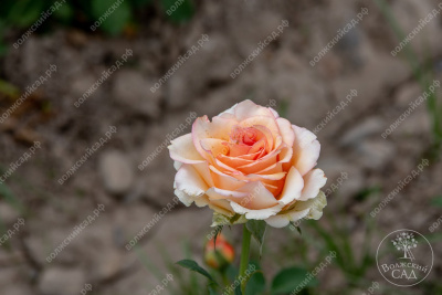 Роза Примадонна (ч.-гибрид, оранж)