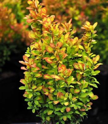 Барбарис тунб. Саммер Сансет Р9