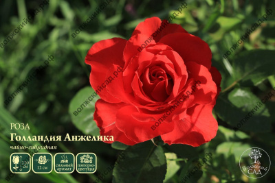 Роза Голландия Анжелика (ч.-гибрид, розов)