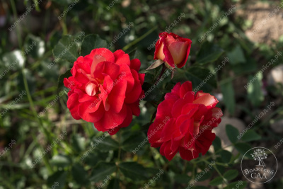 Роза Кристофер Марлоу (шраб, англ. оранж.красн)