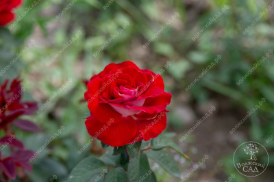 Роза Люксор (ч.-гибрид, красн)