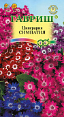 Цинерария Симпатия 8шт