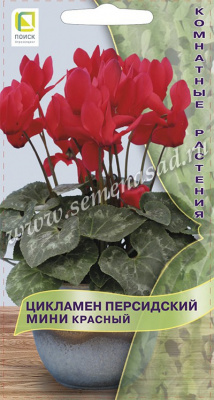 цЦикламен Красный мини 2шт