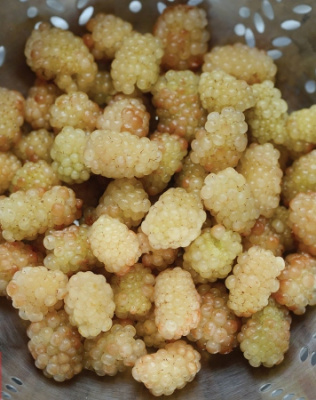 Ежевика Полар Берри