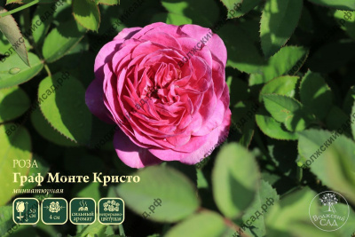 Роза Граф Монте-Кристо (миниат, пурпур)