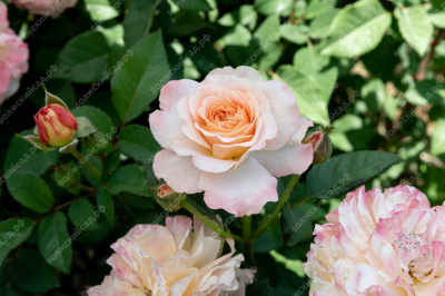 Роза Аугуста Луиза (ч.-гибрид, розов, желт)