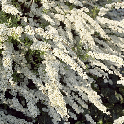 Спирея Грейфшейм С1,5