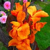 Канна Вайоминг (корич.) (2)