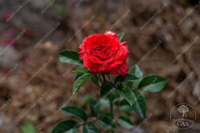 Роза Рэд микадо (спрей, красный)