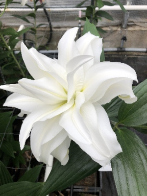 Лилия Roselily Самуэла (5 шт)