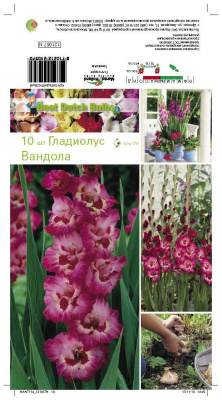 Гладиолус Вандола (10 шт)