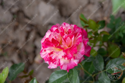 Роза Камил Писсаро (флориб, пестрый.)