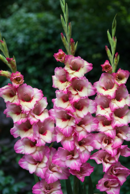 Гладиолус Новара