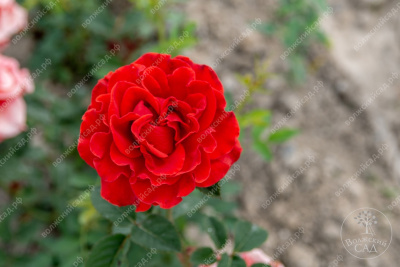 Роза Эль Торо (ч-гибрид, красн)