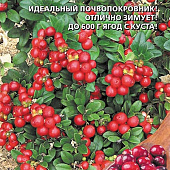 Брусника Красная Поляна 20шт