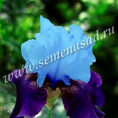 Ирис Блуберд Вайн (1)