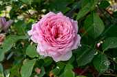 Роза Бьенвеню (плетистая, розов)