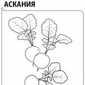Редис Аскания 1г