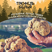 Грибы Трюфель белый 15г/30мл