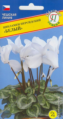 цЦикламен Белый персидский
