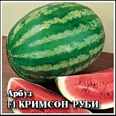 Арбуз Кримсон руби 50шт